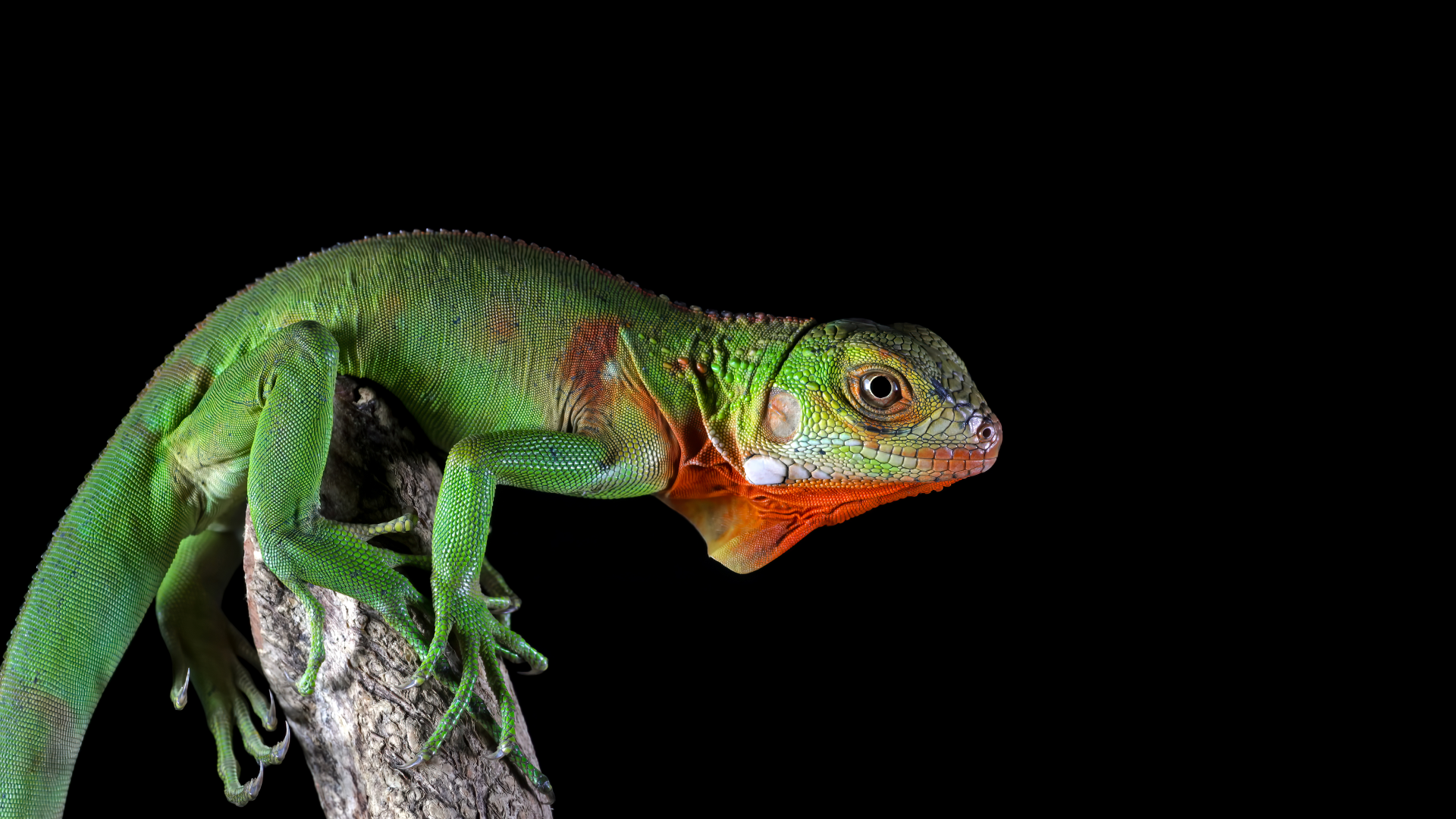 Reptile Expo
